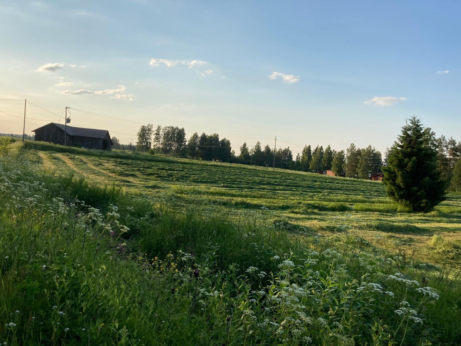 Maalaismaisemaa. Kuva Kaija Loppela